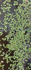 Lemna aequinoctialis