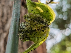 Aphis gossypii