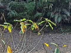 Ficus erecta beecheyana