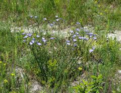 Linum hirsutum