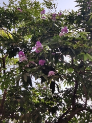Lagerstroemia speciosa