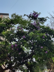 Lagerstroemia speciosa