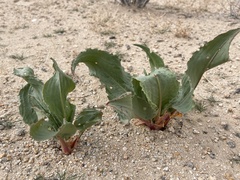 Rumex hymenosepalus