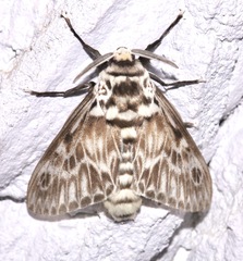 Podalia orsilochus