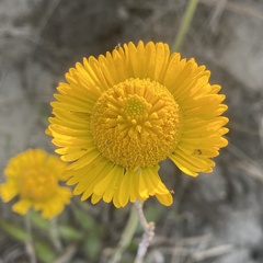 Helenium pinnatifidum