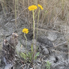 Helenium pinnatifidum