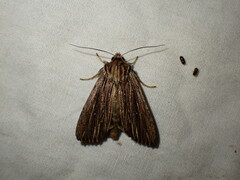 Ichneutica steropastis