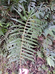 Sphaerostephanos taiwanensis