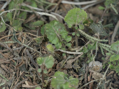 Orychophragmus violaceus