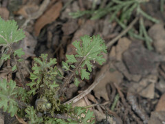 Orychophragmus violaceus