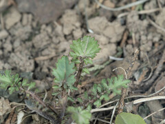Orychophragmus violaceus