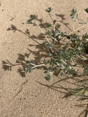 Eremocarya micrantha