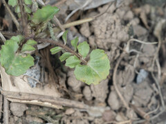 Orychophragmus violaceus