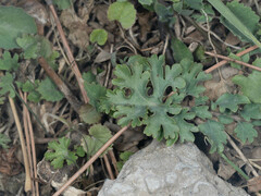 Orychophragmus violaceus