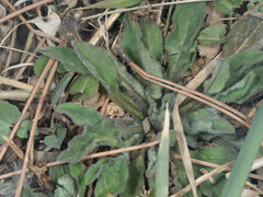 Bothriospermum chinense