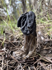 Helvella vespertina