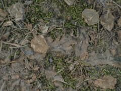 Marchantia polymorpha