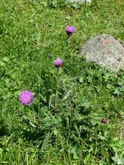 Cirsium palustre