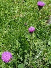 Cirsium palustre