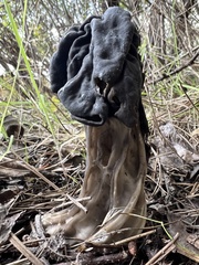 Helvella vespertina