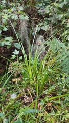 Cyperus virens
