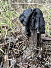Helvella vespertina