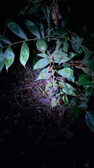 Chamaedorea tepejilote