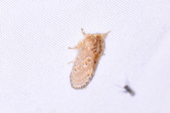 Pseudanapaea denotata