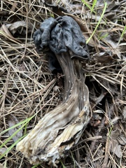 Helvella vespertina