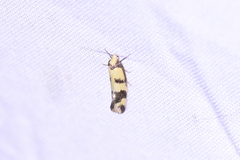 Olbonoma triptycha