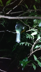 Trogon