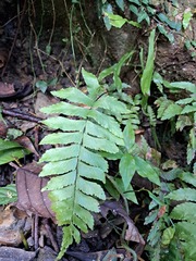 Hymenasplenium excisum