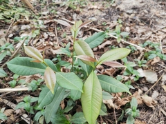 Syzygium cumini