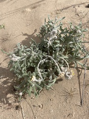 Baileya pleniradiata