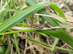 Pseudoxya diminuta