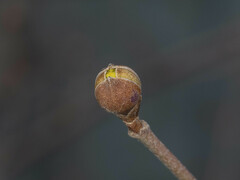 Cornus officinalis