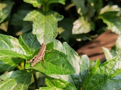 Pseudoxya diminuta