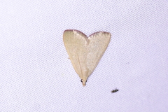 Hypsopygia albidalis