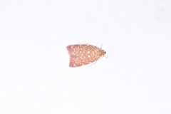 Syringoseca rhodoxantha