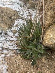 Dudleya saxosa
