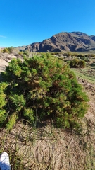 Parastrephia quadrangularis