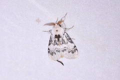 Iropoca rotundata