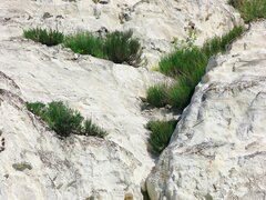 Artemisia salsoloides