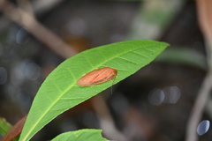 Pseudophoraspis nebulosa