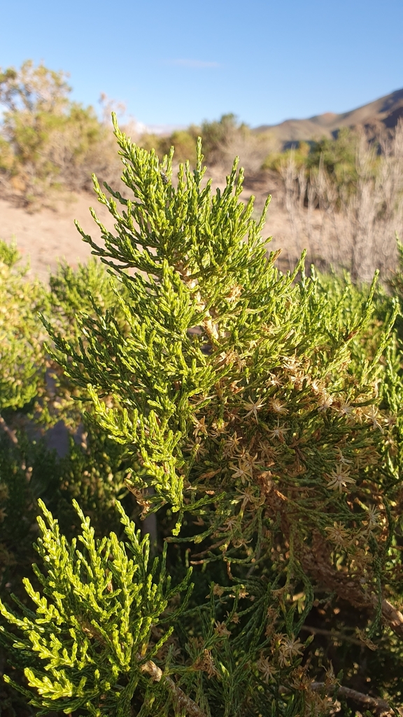 Parastrephia quadrangularis