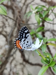 Talicada nyseus nyseus
