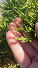 Parastrephia quadrangularis