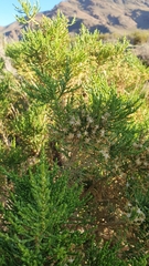 Parastrephia quadrangularis