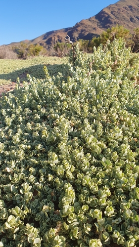 Cachiyuyo blanco