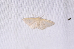 Idaea philocosma